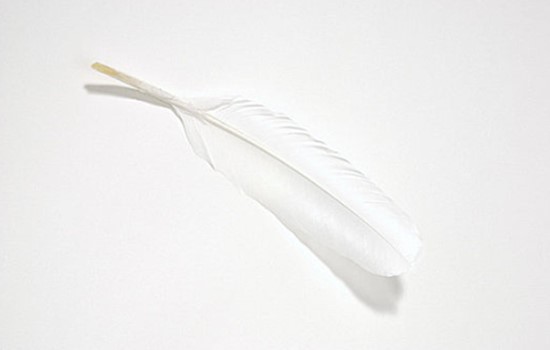 鴨毛進口報關(guān)