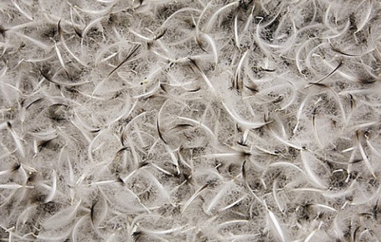 鴨毛進口報關(guān)公司