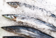 帶魚進口清關(guān)[案例]