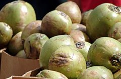 新鮮椰子進(jìn)口報關(guān)[案例]